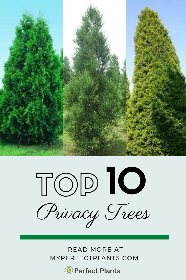 the top ten privacy trees to plant in your yard or garden, with text overlay