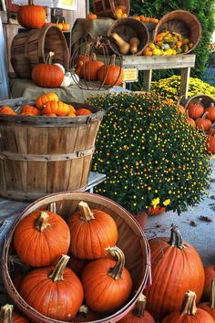 pumpkins and gourds on display at an outdoor market