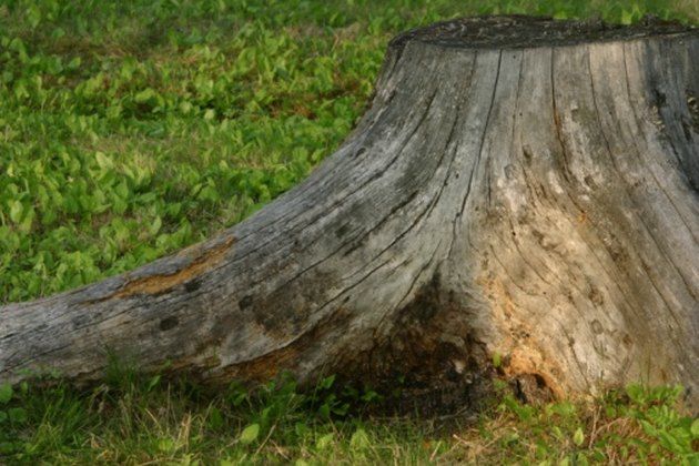 a tree stump that has been cut down and is in the middle of some grass