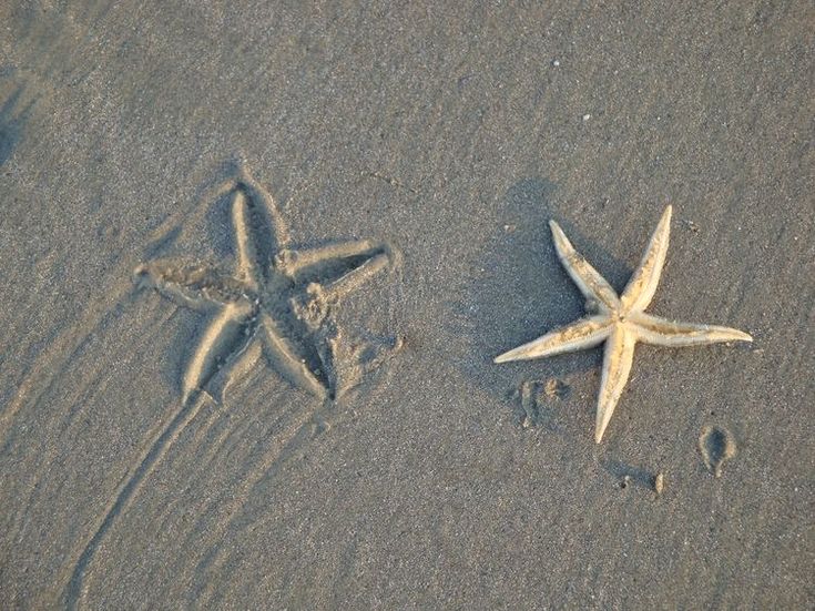 two starfishs are on the sand near each other