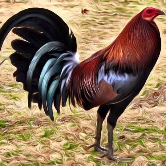 a rooster standing on top of a grass covered field