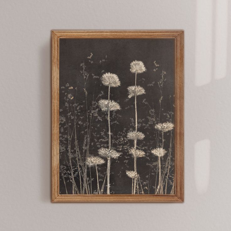 a black and white photo with dandelions hanging on the wall