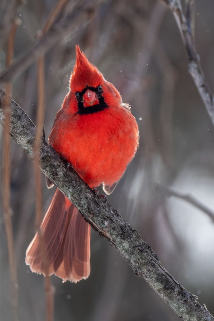 a red bird sitting on top of a tree branch