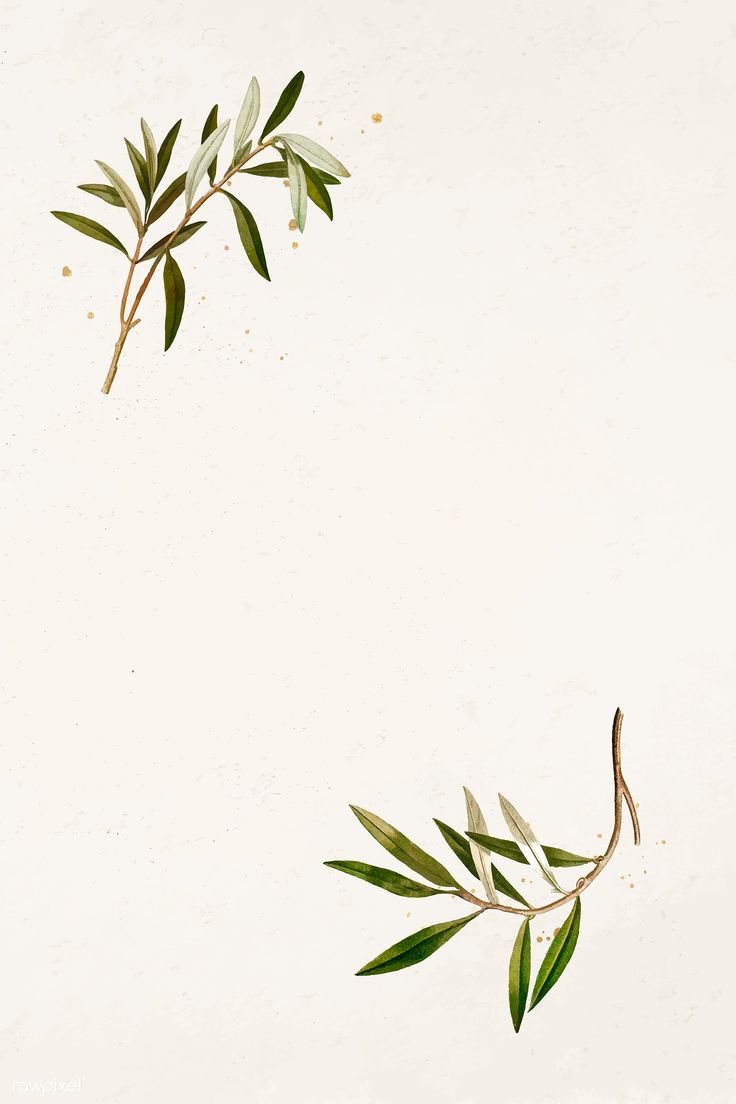 two branches with leaves on them against a white background