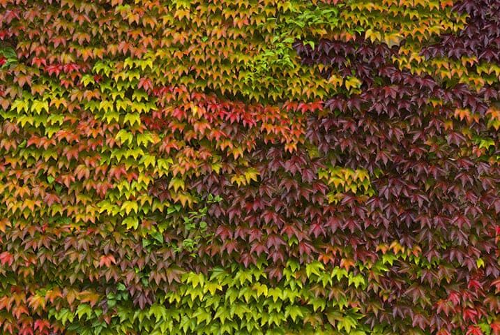 colorful leaves are growing on the side of a building