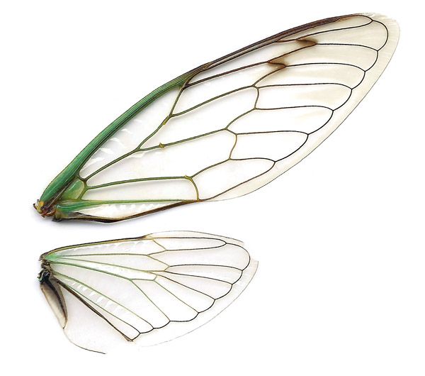 two white and green insect wings on a white background