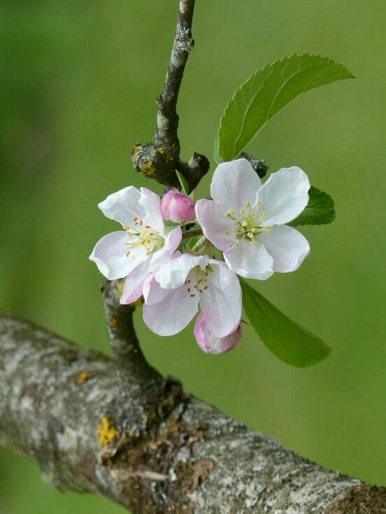 an apple tree branch with white flowers and green leaves on the top, in front of a blurry background