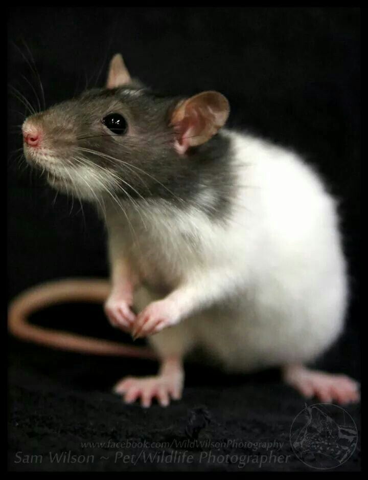 a rat sitting on top of a black table next to a mouse with the caption over it