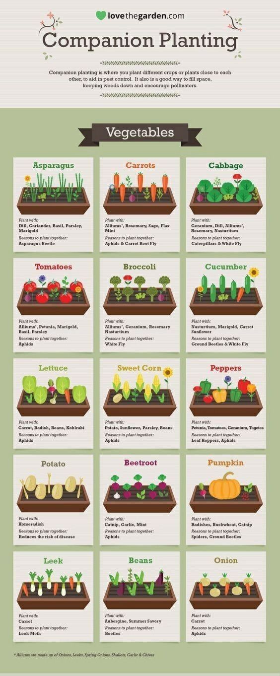 an info sheet showing the different types of vegetables and plants in each planter's garden