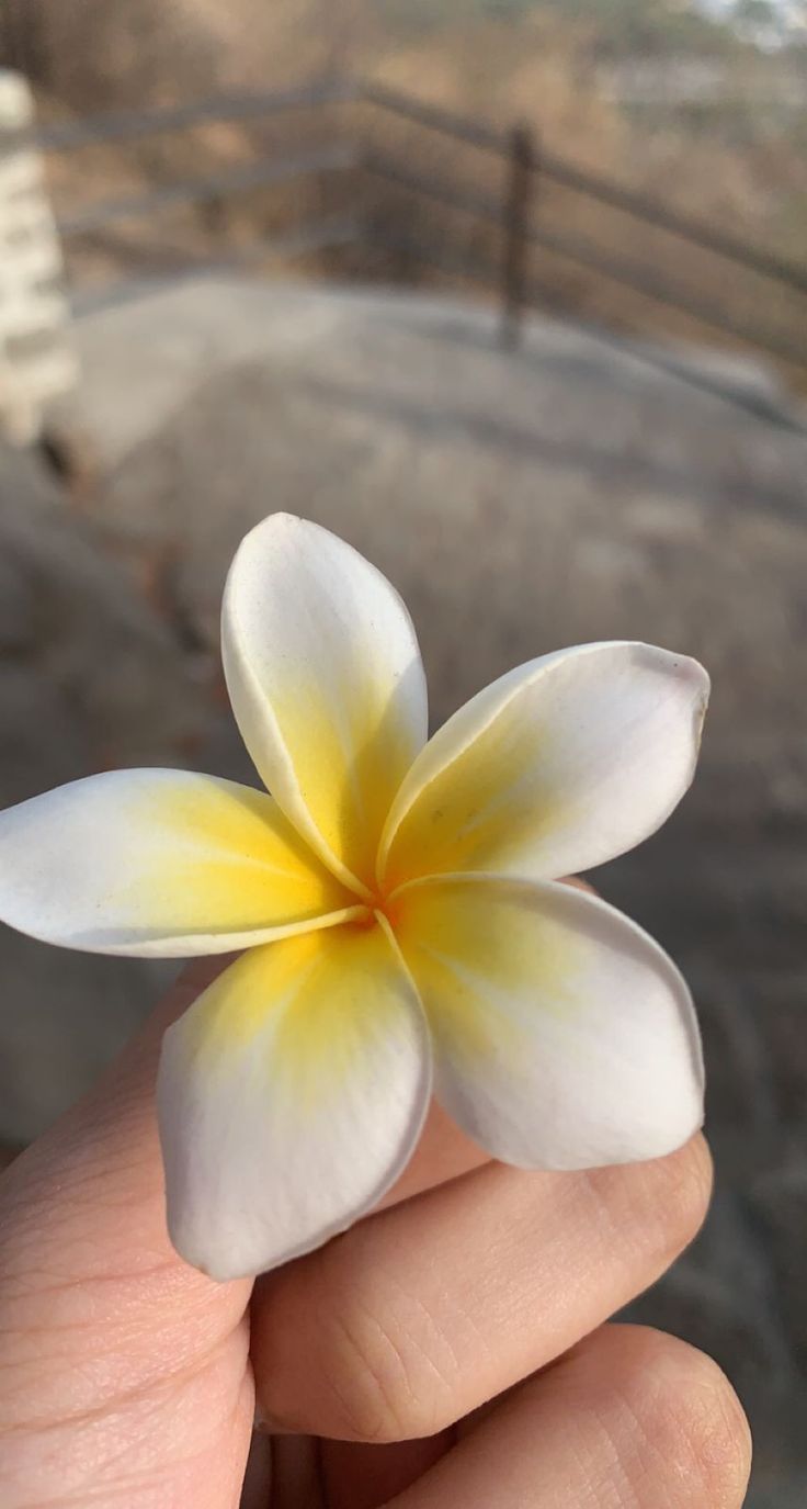 a hand holding a small white and yellow flower