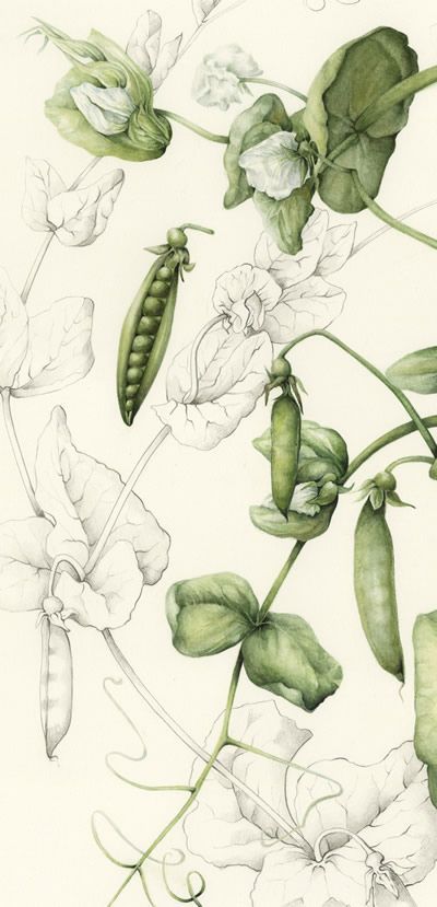 a drawing of green beans and flowers on a white background