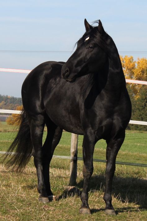 a black horse standing on top of a lush green field