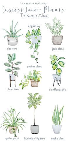 an illustrated guide to indoor plants that are easy to grow and keep in the house