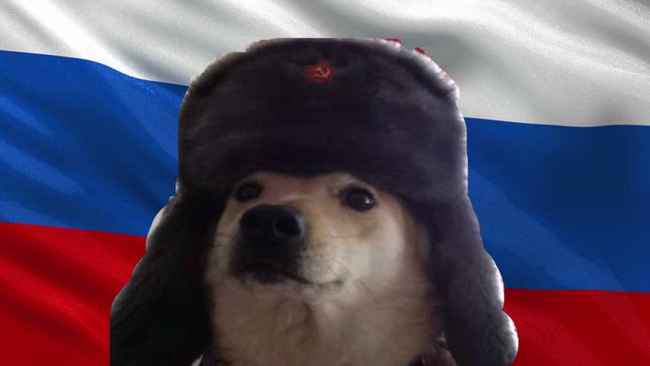 a dog wearing a hat with the russian flag in the background