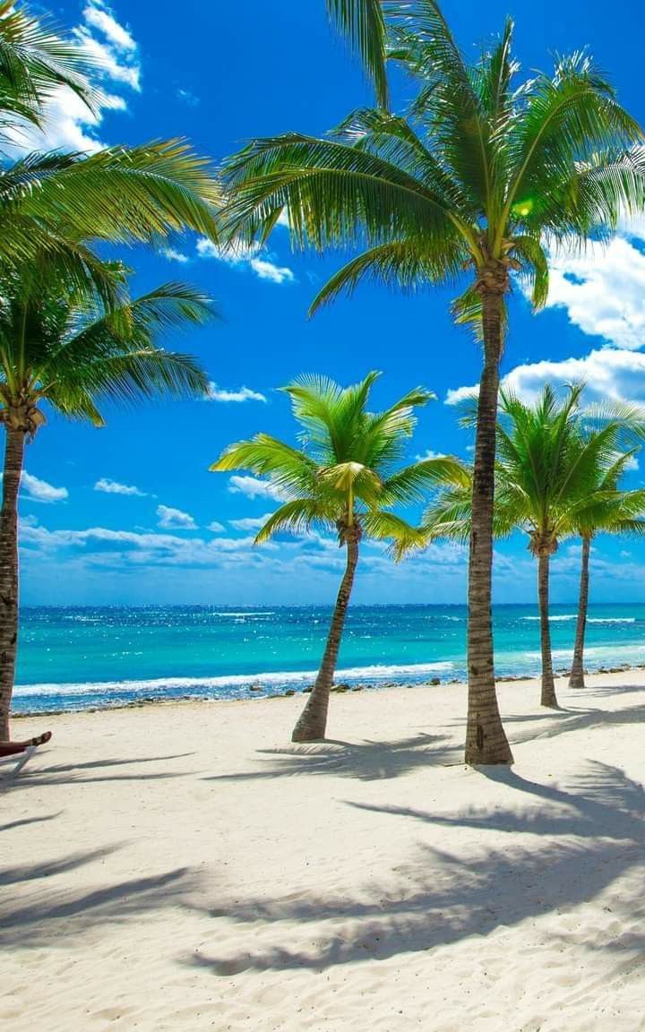 palm trees line the beach on a sunny day