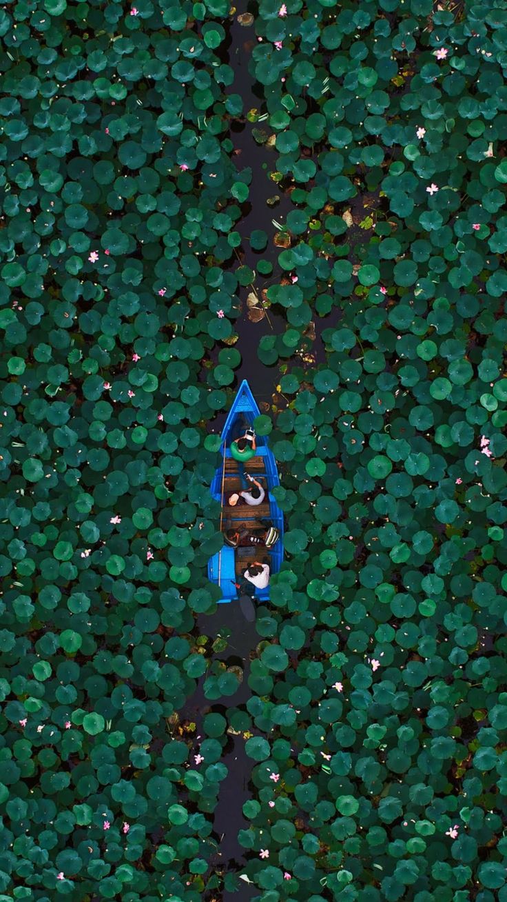 an aerial view of a blue boat floating on water surrounded by green plants and trees