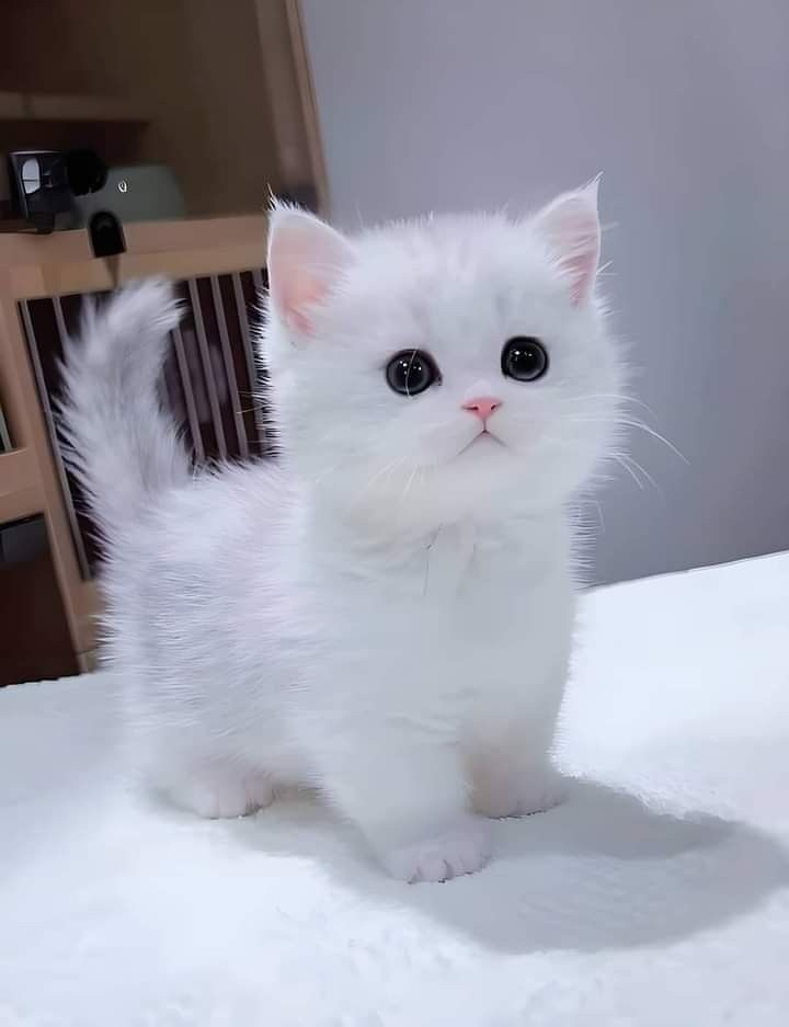 a white kitten standing on top of a bed