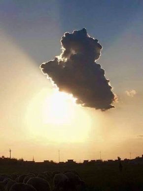 the sun is setting behind some sheep in a field with a cloud shaped like a head