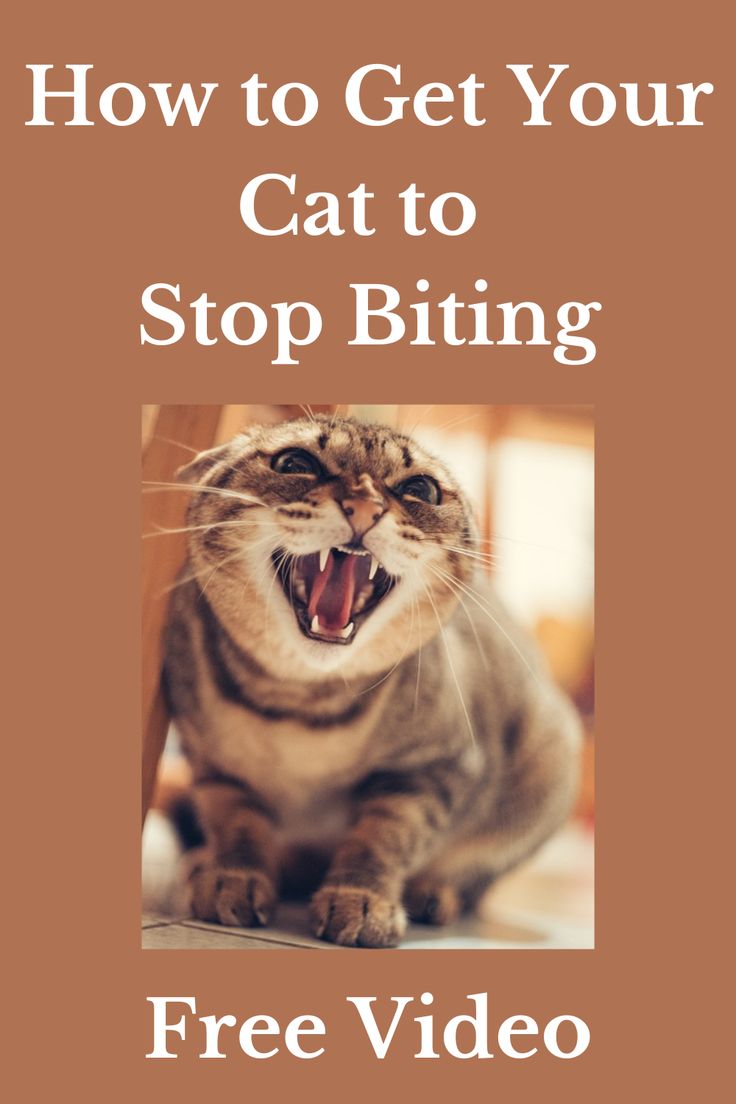 a cat with its mouth open and the words how to get your cat to stop biting