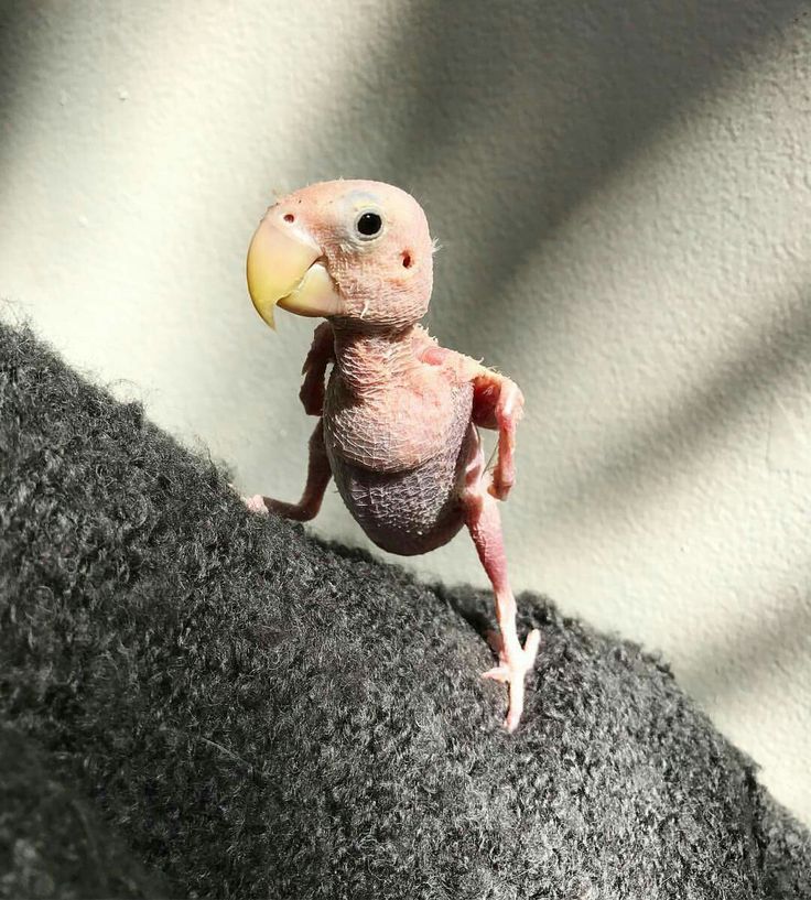 a small bird sitting on top of a black piece of cloth next to a white wall