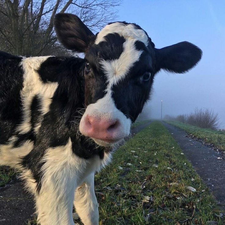 a black and white cow standing on top of a grass covered field next to a road