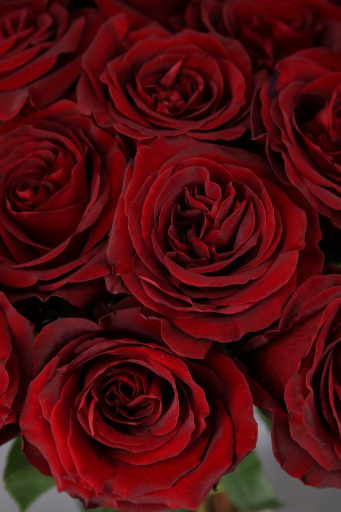 a bunch of red roses in a vase