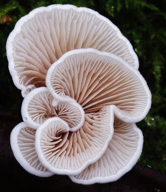 three mushrooms are growing on the side of a tree