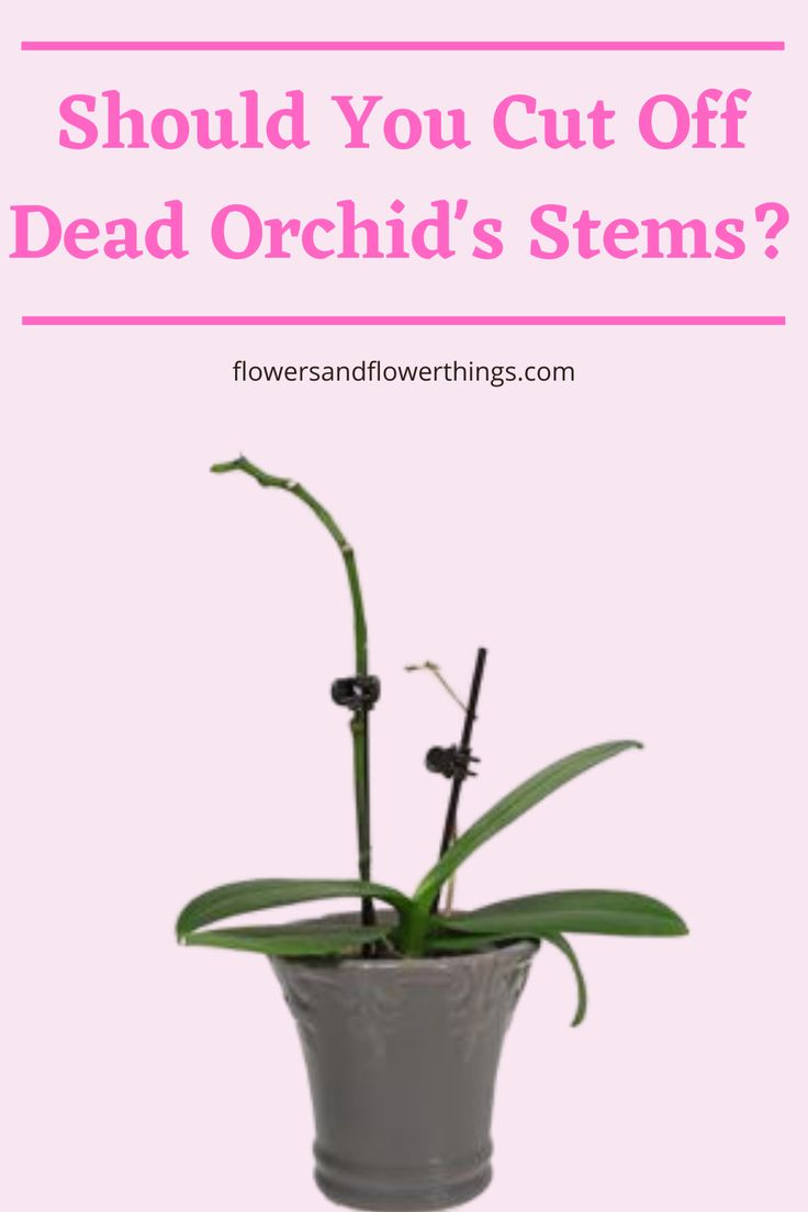 a potted plant with the words should you cut off dead orchid's stems?