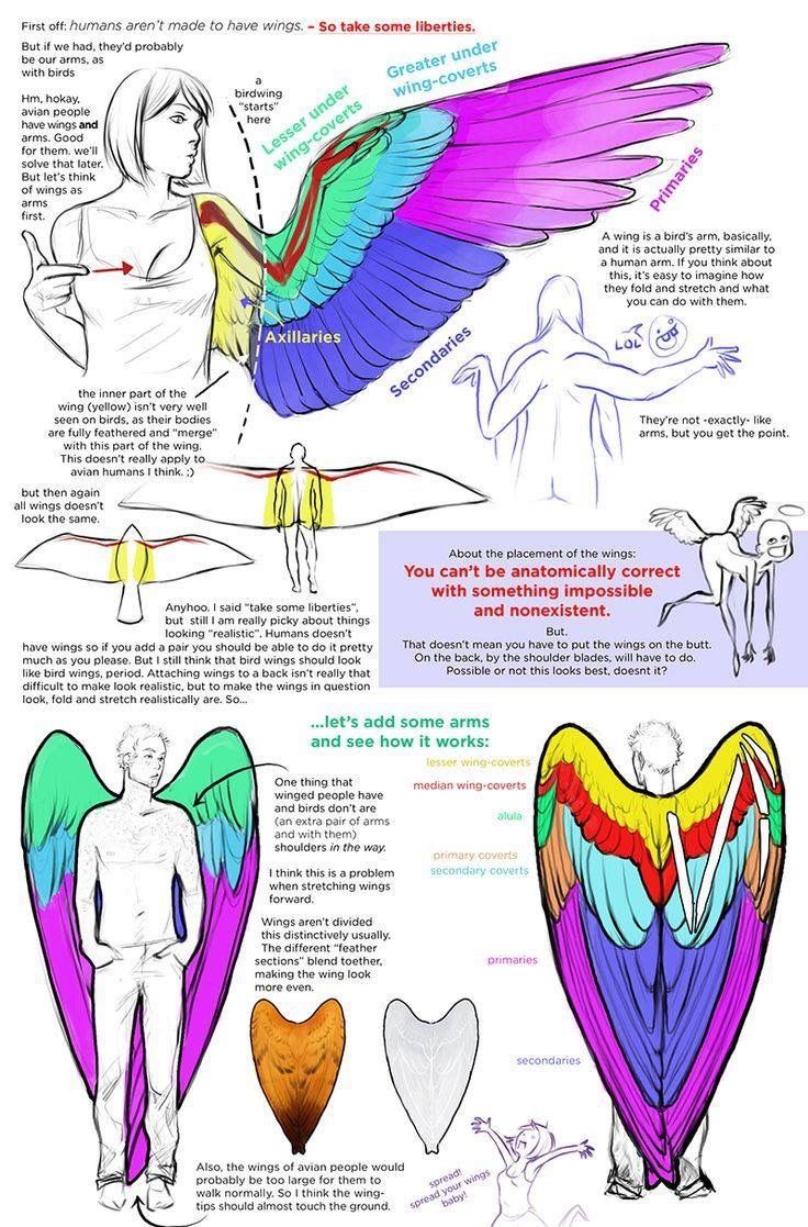 the anatomy of an eagle's wings and how to use it in this drawing