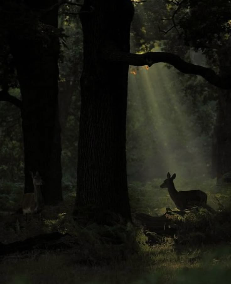 a deer standing in the middle of a forest with sunbeams shining down on it