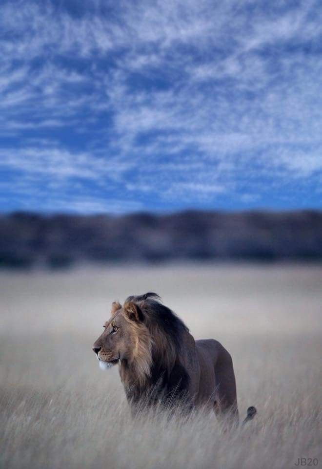 a lion walking through tall grass under a blue sky with wispy white clouds