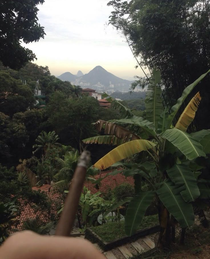 a banana tree with mountains in the back ground and trees on either side, as seen from an overlook point