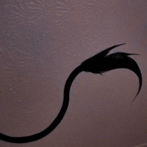 a shadow of a tail on the wall