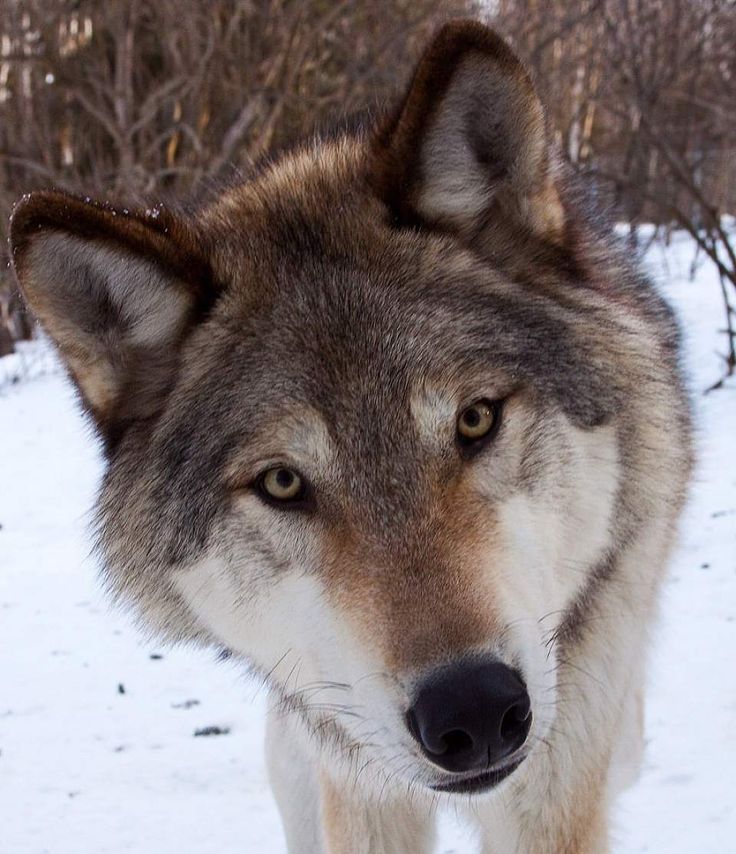 a wolf is standing in the snow looking at something to the side with his eyes wide open