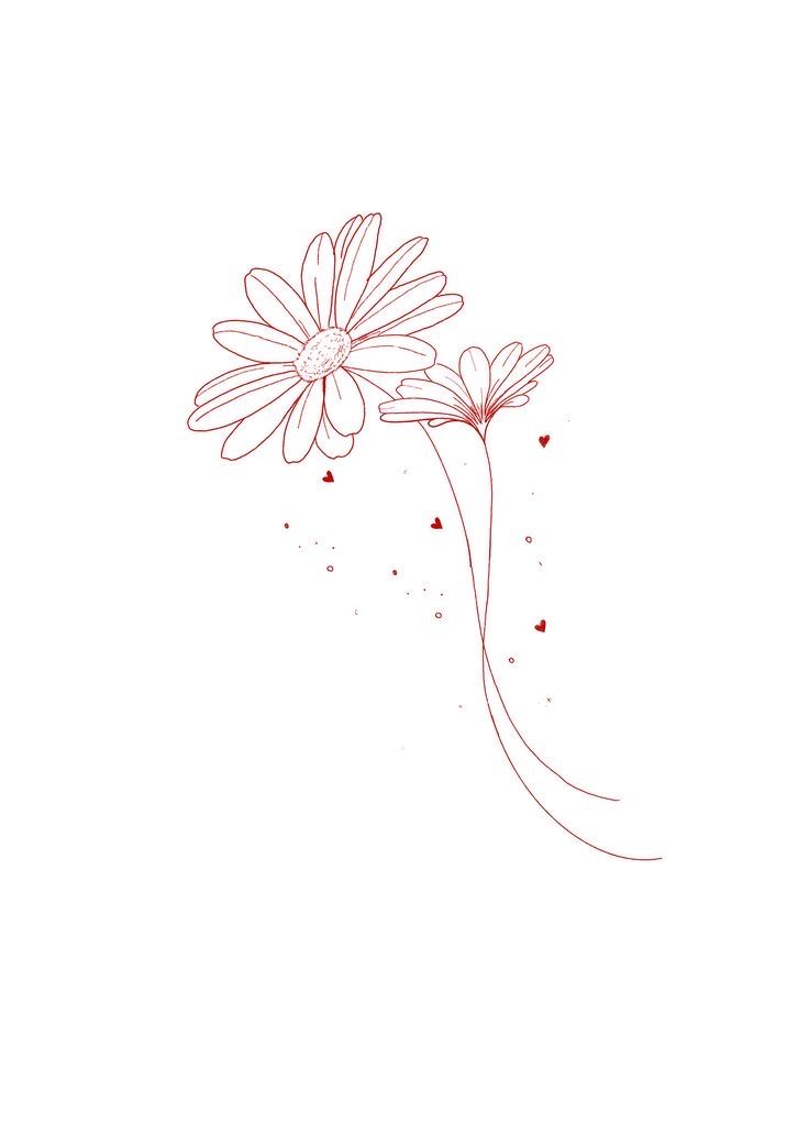 a drawing of two daisies on a white background