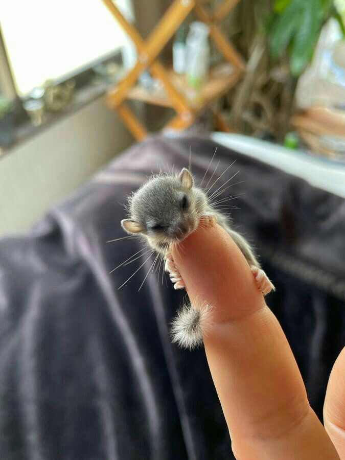 a tiny mouse sitting on top of a finger