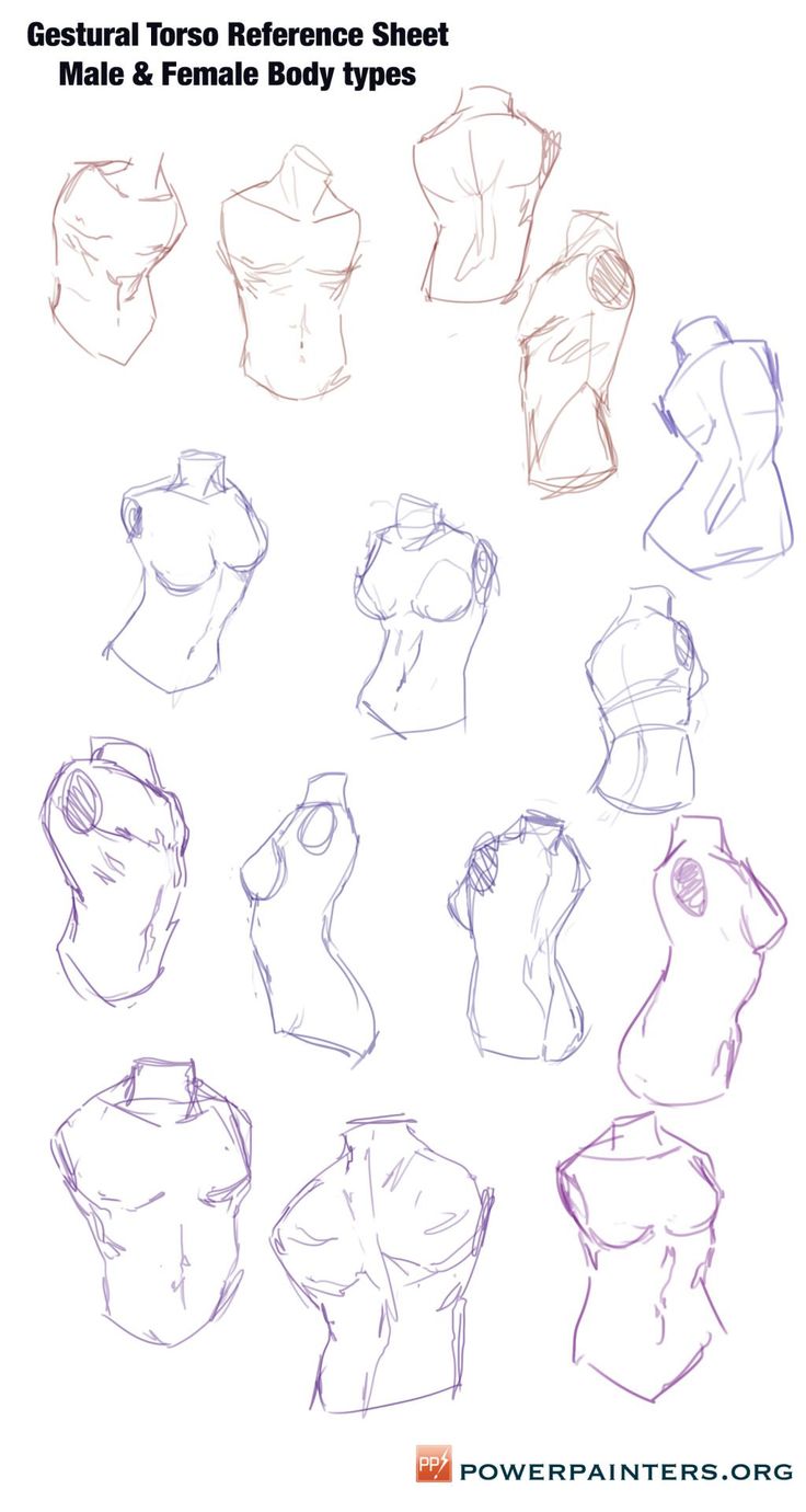 several different types of female torsos drawn in pencil