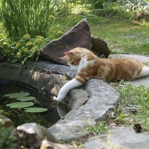 an orange and white cat laying on top of a rock next to a body of water