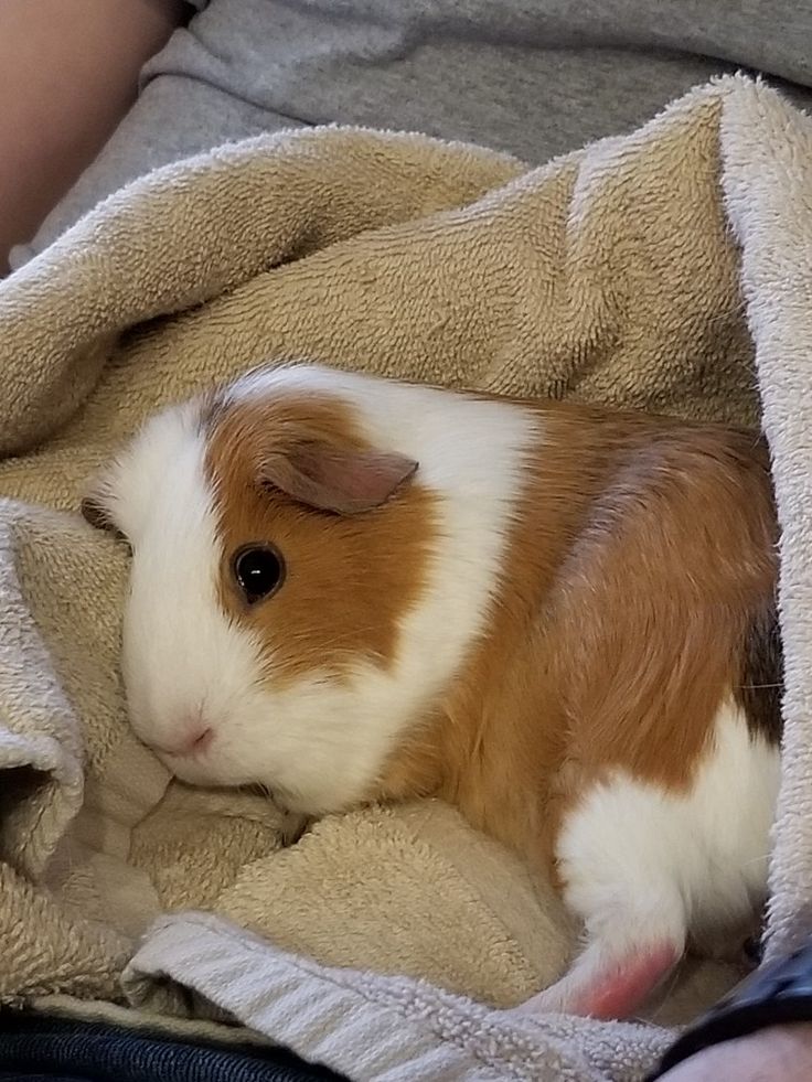 a small brown and white guinea pig laying on top of a blanket in someone's lap