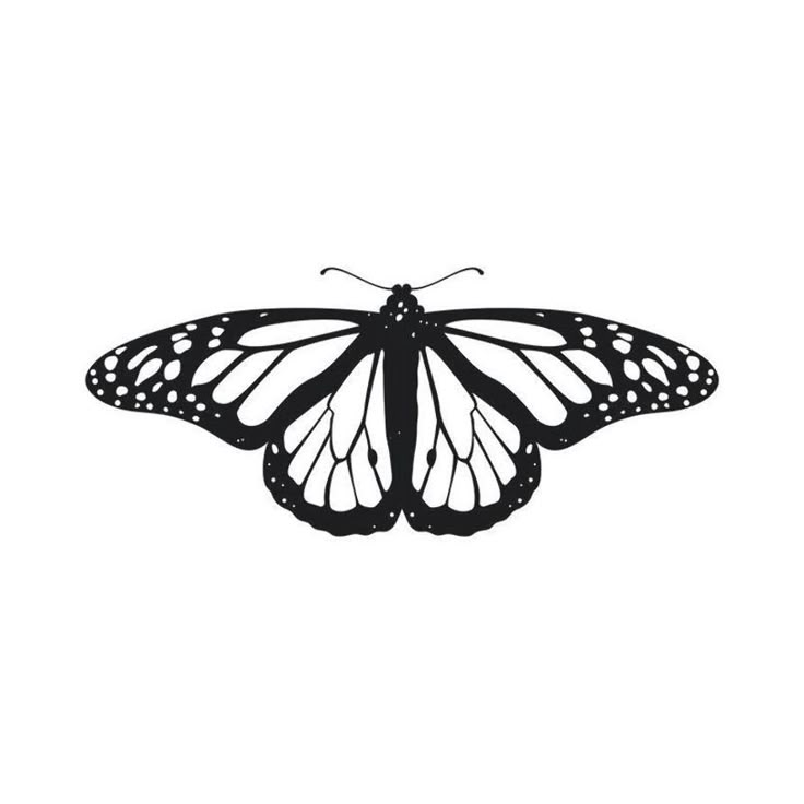 a black and white photo of a butterfly