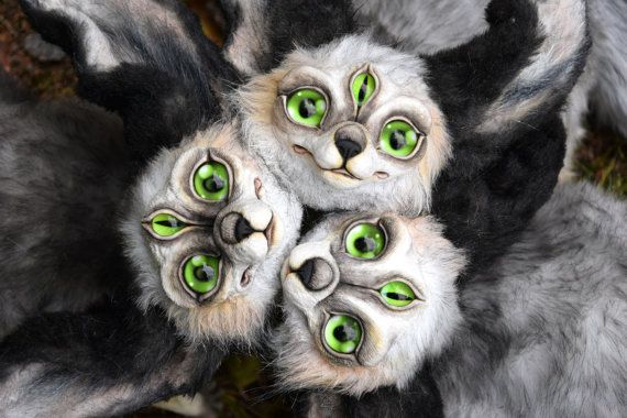 four cats with green eyes are looking up from the top down on their back legs