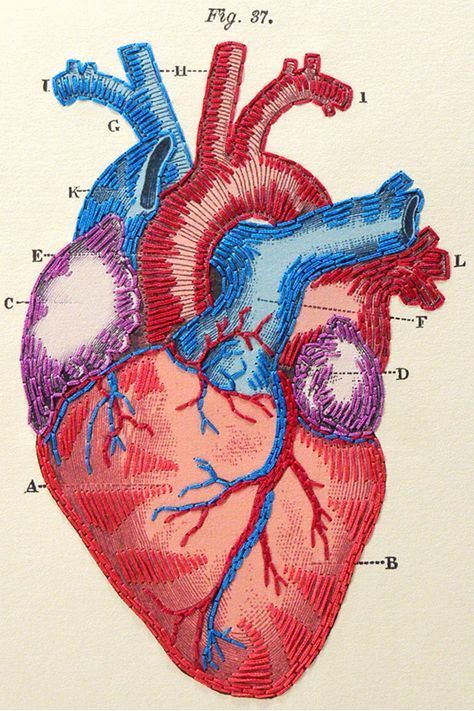 an image of the human heart