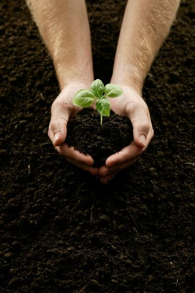 a person's hands holding a small green plant in the dirt with soil underneath