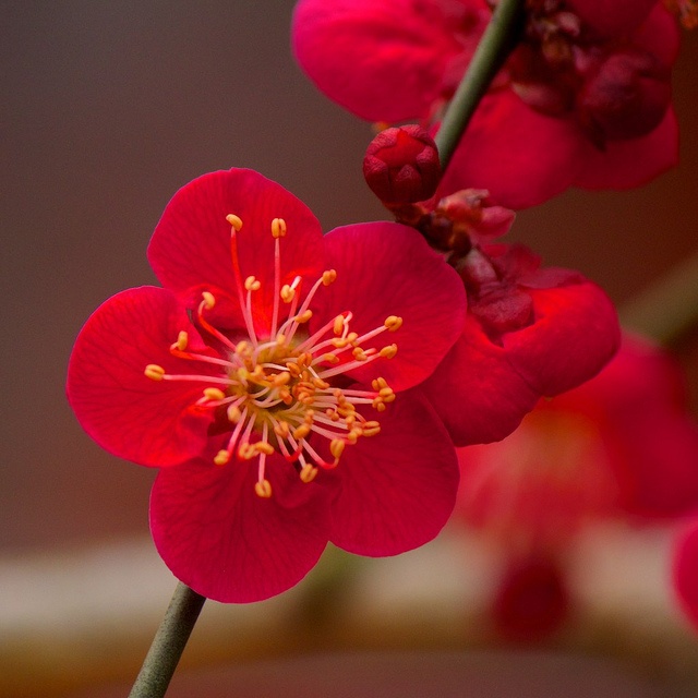 a red flower with yellow stamens on it