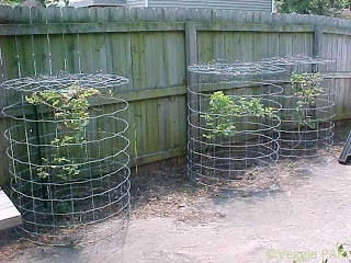 several plants are growing in wire baskets next to a fence