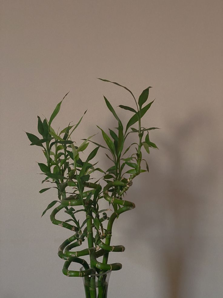 a tall green plant in a glass vase on a table next to a white wall