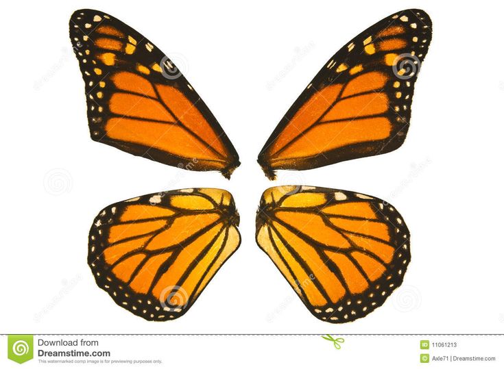 three orange butterflies with black and white markings on their wings, all facing in the same direction