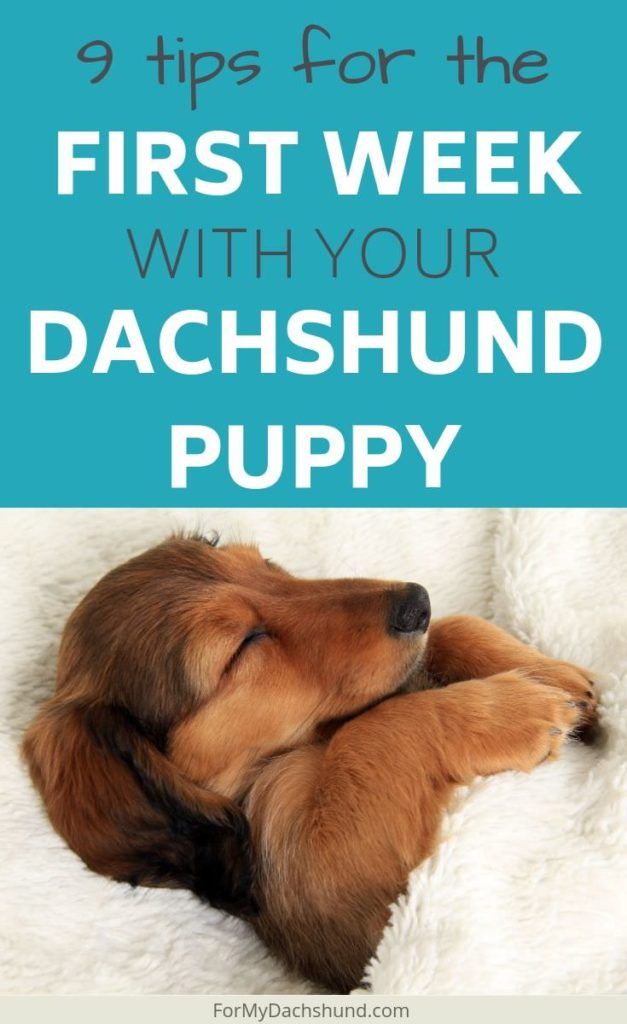 a brown dog sleeping on top of a white blanket with the words 9 tips for the first week with your dachshund puppy