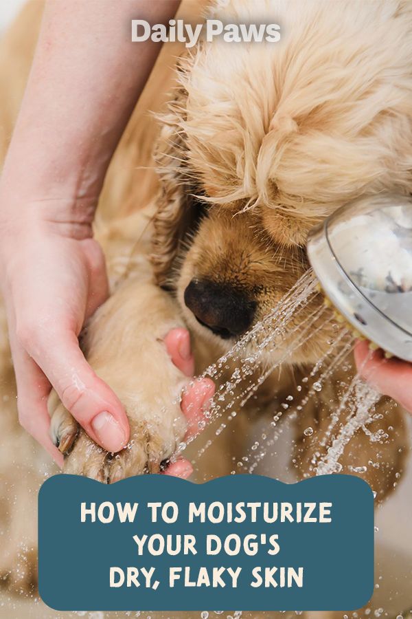 a person washing a dog's face with water from a faucet in their hand