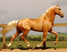 a brown horse is galloping in an enclosed area with grass and trees behind it